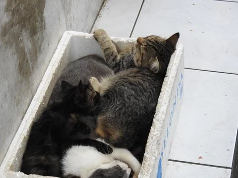 Several cats in the styrofoam box inside the neighborhood fishmonger Stock Photos