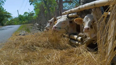 Several Cattle with Blue Control Ropes Eating Hay in Countryside  Stock Footage 302528509