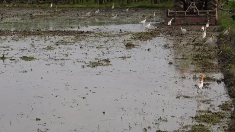 Several cattle egrets are flying after the tractor Stock Footage 314573643