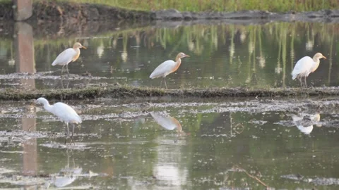 Several cattle egrets in wetland Stock Footage 311719785