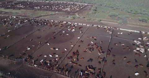 Several Cattle Pens  Vídeo Stock 81983665