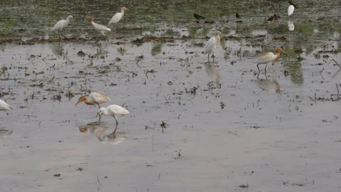 Several cattle regrets and common mynas are in the muddy field Stock Footage 314578238