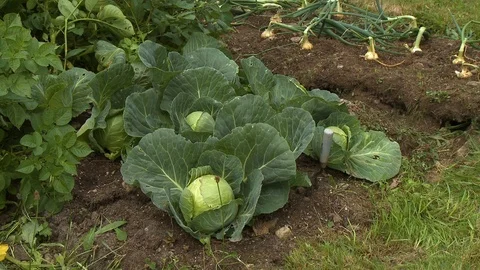 Several cauliflower plants in a garden plot Vídeos de archivo 118997842