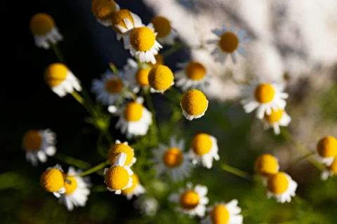 Several chamomile flowers in a stack by the Umedalen with blurry background Stock Photos