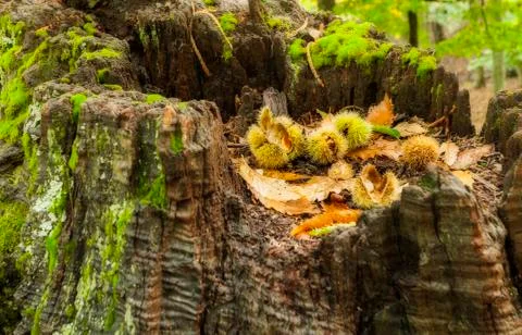 Several chestnuts that have fallen from the tree onto an old hollow trunk. Stock Photos