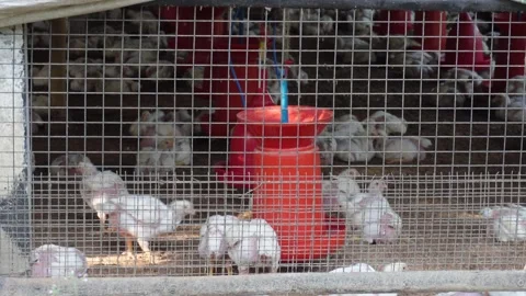 Several chicken are inside the coop Stock Footage 304061205