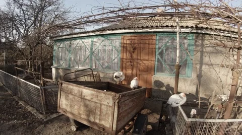 Several Chickens Are Sitting in a Cage Under The Rays of Bright Spring Sun. Stock Footage 59618387