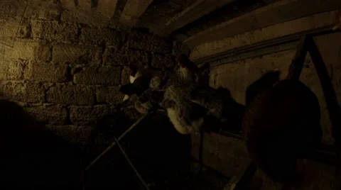 Several chickens are sitting in the dark in the chicken coop on an iron rod Stock Footage 59561033