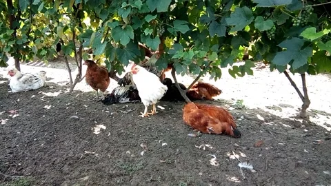Several chickens are staying on the ground Stock Footage 159707105