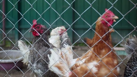 Several chickens behind bars stand next to each other Stock Footage 270089686