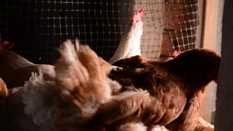 Several chickens in a chicken coop, captured in a medium shot 库存影片 278245307