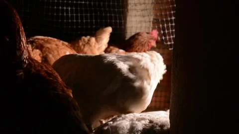 Several chickens in a chicken coop, with a white hen in focus Stock Footage 278176089