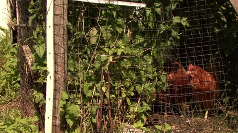Several Chickens Locked in a Farm Stock Footage 154139434