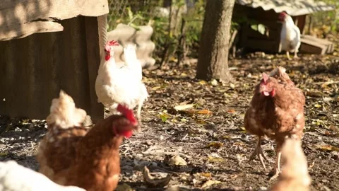 Several chickens move and run around an open outdoor chicken coop Stock-Footage 346249028