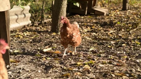 Several chickens move and run around an open outdoor chicken coop Stock-Footage 346249074
