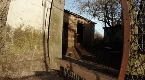 Several Chickens Walking Around The Chicken Coop in The Bright Spring Sunshine Stock Footage 59531190