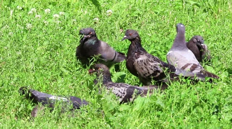 Several city pigeons Stock Footage 24619491