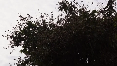 Several cluster of seed pods in the branches of Jarul tree Stock Footage 314578260
