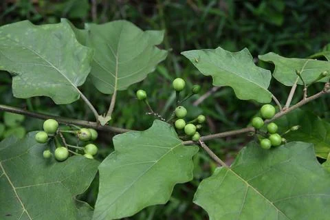 Several clusters of fruit grow on the stem of a turkey berry plant twig Foto stock