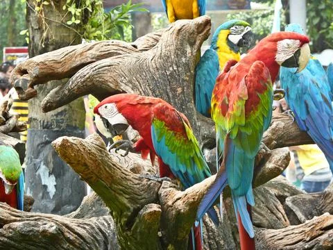 Several colorful large macaws on branches . macaw parrot eats a piece of bana Stock Photos