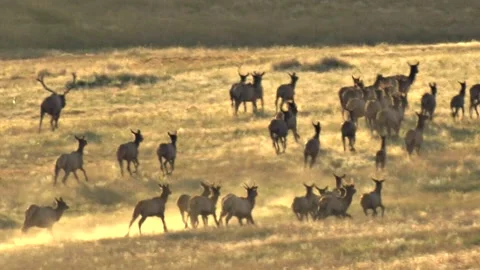 Several combined harems of elk running on the prarie with loud bugling Stock Footage 223591440
