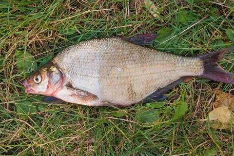Several common bream fish on green grass. Catching freshwater fish on natural Stock Photos