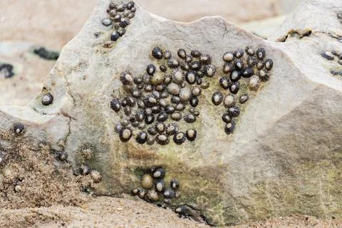 Several common limpets stuck on a beach rock Stock Photos