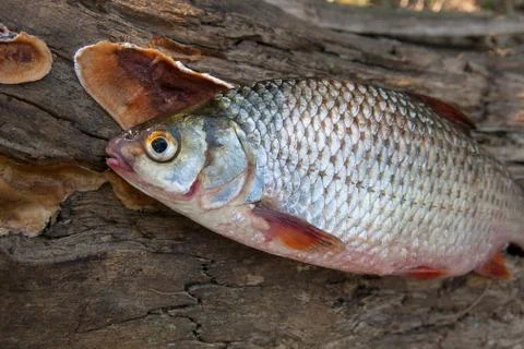Several common roach fish on green grass. Catching freshwater fish on natur.. Stock Photos