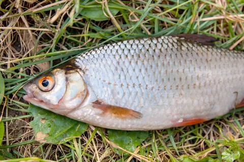 Several common roach fish on green grass. Catching freshwater fish on natur.. Stock Photos