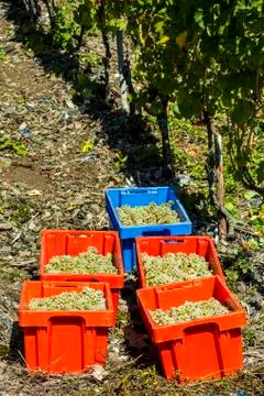 Several containers full of clusters of white grapes in a vineyard next to a row Stock Photos