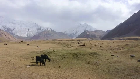 Several cows are eating grass near the Base Camp under Lenin Peak Stock-Footage 210185165