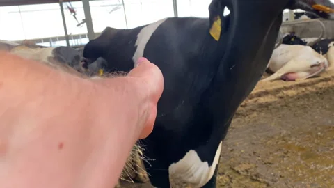 Several cows decided to lick the palm. Stock Footage 156728947