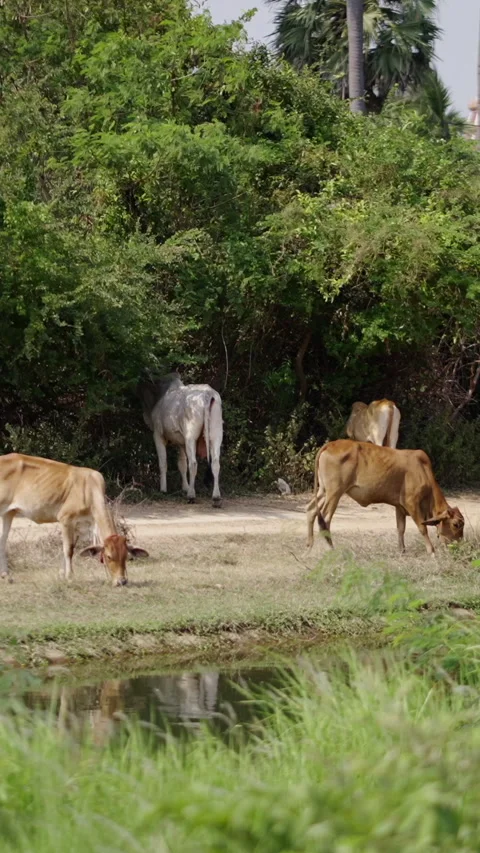 Several cows of different colours graze in a river Stock Footage 265813530