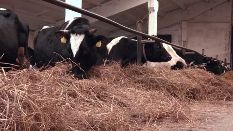 Several cows eating dry straw in a stable. Stock Footage 313443952