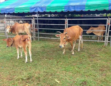 Several cows eating grass Stock Photos
