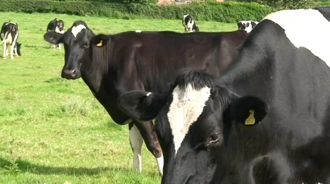 Several Cows in a Field Stock Footage 285749