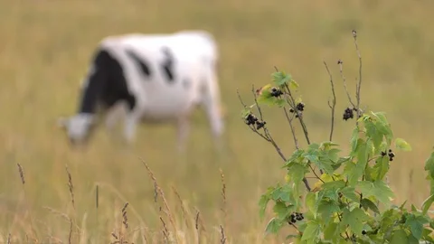 Several cows graze in the meadow. Field. Grass. Stock Footage 99676374