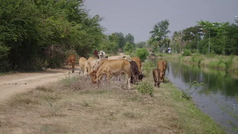 Several cows graze in a river by a roadside Video stock 265587415