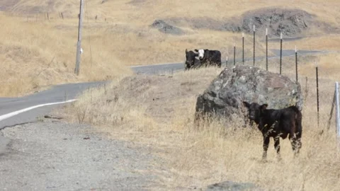 Several COWS Hanging Out on a MOUNTAINSIDE Road as a CAR Drives By, (HD 24p) Stock Footage 272172246