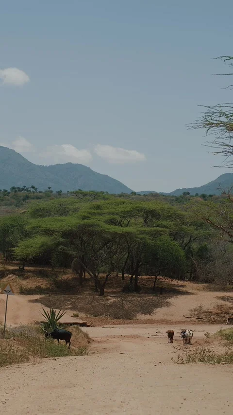 Several cows at intersection of dirt roads in savannah and stunning view of 库存影片 316814453