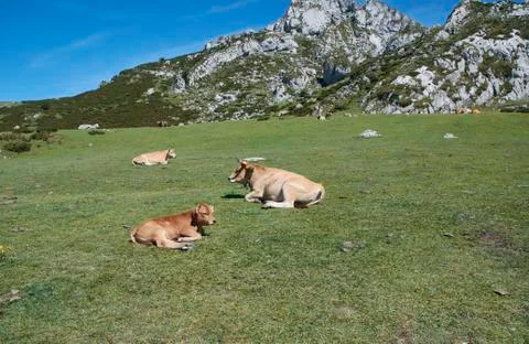 Several cows lying on the grass basking in the sun Stock Photos
