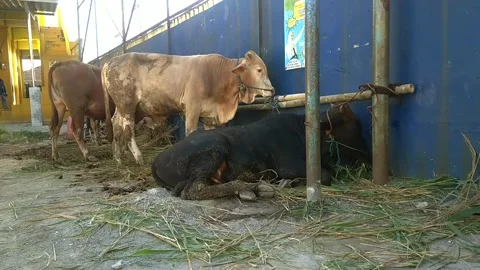 Several cows prepared for Eid al-Adha celebration 動画素材 200927087