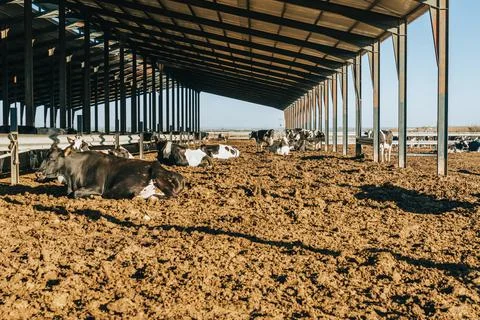 Several cows rest in the sun after having been milked Stock Photos