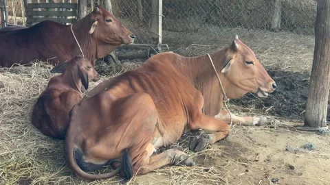 Several cows rest together under a farm shelter surrounded by fencing and open 库存影片 329277064
