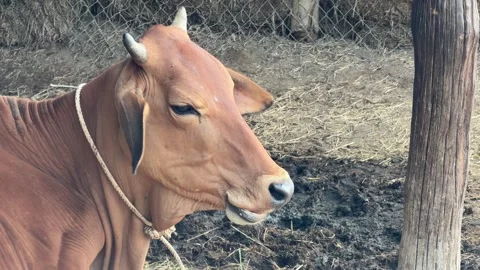 Several cows stay under a covered enclosure, protected within fenced Stock Footage 329486867