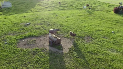 Several cows walking about old and abandoned water tank Stock Footage 197477007