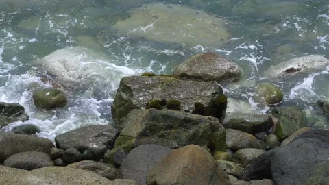 Several crabs on rocks at the seashore with waves crashing in the day in 4k Stock Footage 193059365