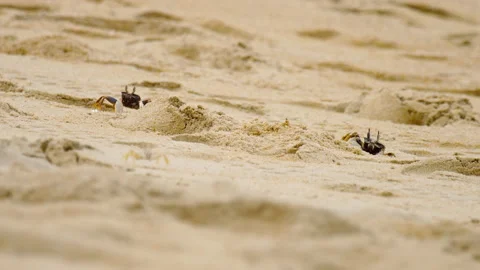 Several crabs on the sand Stock Footage 229831003