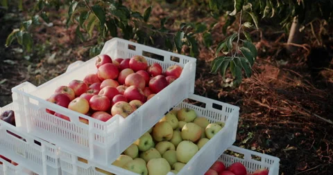 Several crates of apples in the orchard Stock Footage 169087179