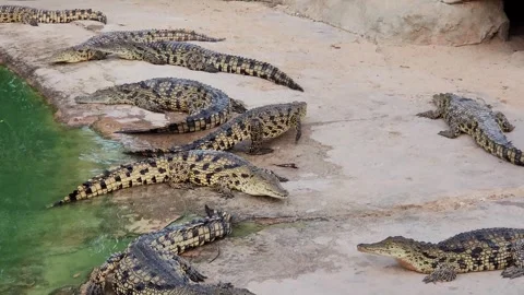 Several crocodiles are resting on the shore next to a body of green water 스톡 동영상 318832361